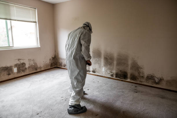 Best Mold Remediation Experts  in Wellford, SC