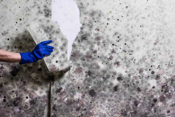 Best Professional Mold Removal  in Wellford, SC