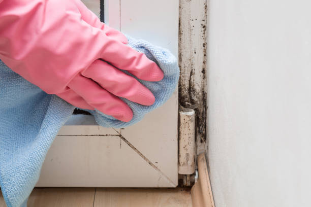 Best Attic Mold Removal  in Wellford, SC