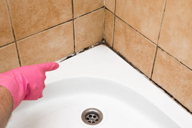 Best Certified Mold Removal  in Wellford, SC