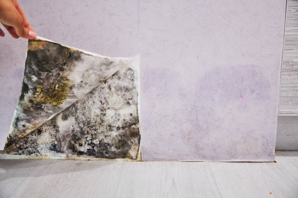 Best Commercial Mold Removal  in Wellford, SC